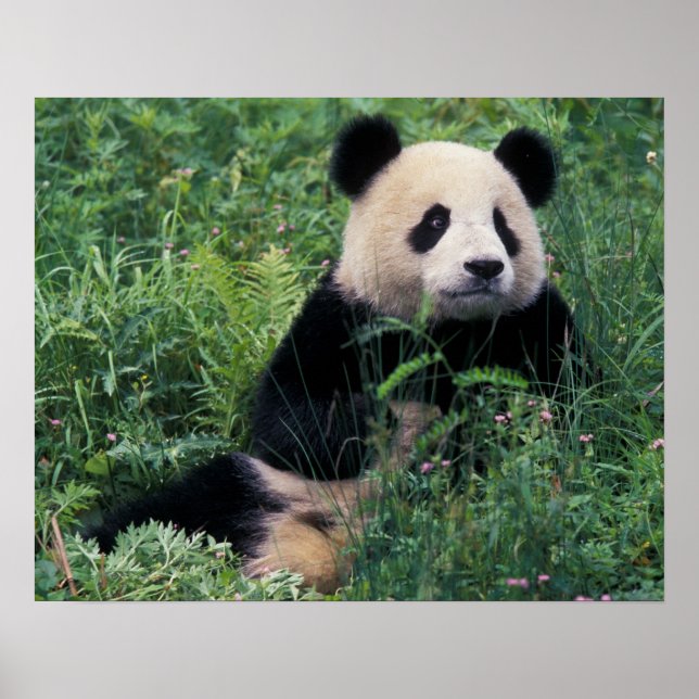 Poster Panda gigante na grama, Wolong Valley, Sichuan (Frente)