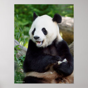 Poster Panda gigante que come o bambu