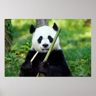 Poster Panda gigante que guardara o bambu