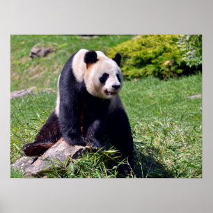 Poster Panda gigante sentada numa pedra