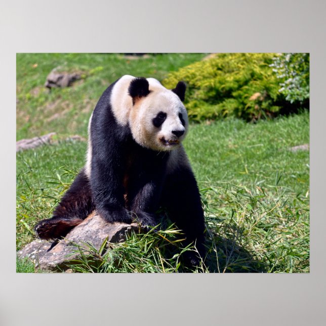 Poster Panda gigante sentada numa pedra (Frente)