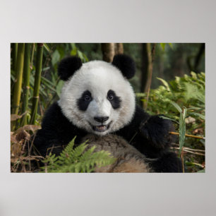 Pôster Panda jovem feliz, China