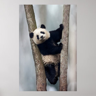 Pôster Panda jovem subindo em uma árvore, China