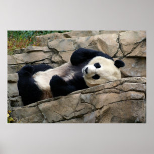 Pôster panda sonolento