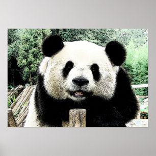 Poster Panda Trabalho de arte