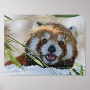 Poster Panda vermelha