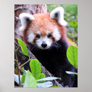 Poster Panda vermelha