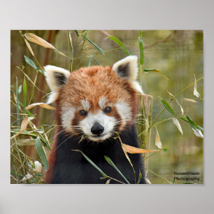 Poster Panda Vermelha