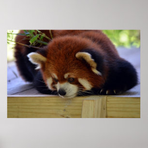 Poster Panda vermelha