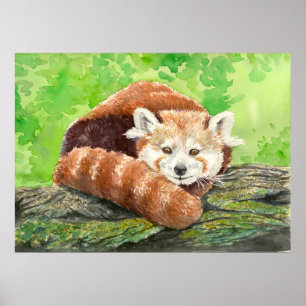 Pôster Panda vermelha