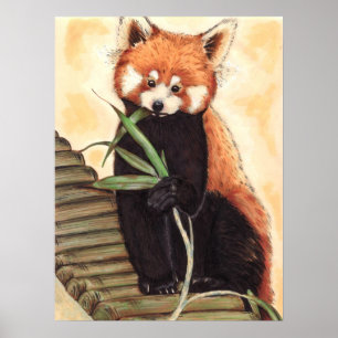 Poster Panda vermelha Nom
