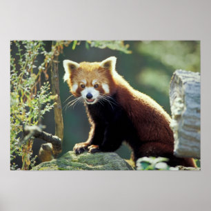 Pôster Panda Vermelho Ailurus fulgens)