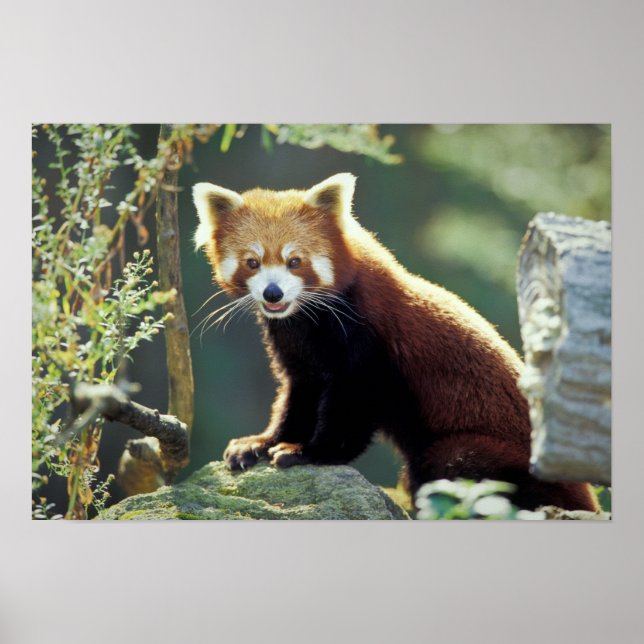 Pôster Panda Vermelho Ailurus fulgens) (Frente)