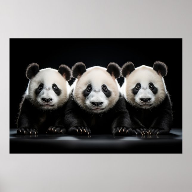 Poster Panda Wild Animal Retrait Nature Beauty (Frente)
