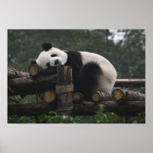 Pôster Pandas gigantes na Proteção do Panda Gigante