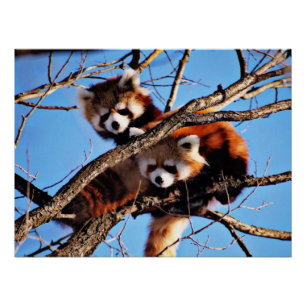 Pôster pandas vermelhas
