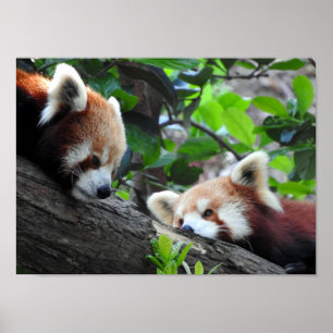 Poster Pandas vermelhas