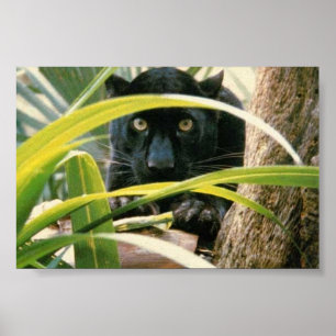 Poster panela