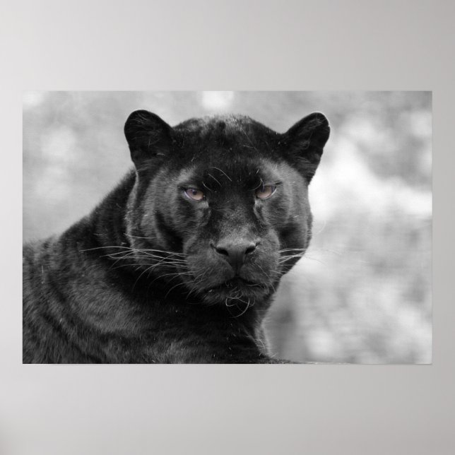 Pôster panela preta (Frente)