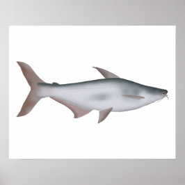 Poster Pangas Catfish