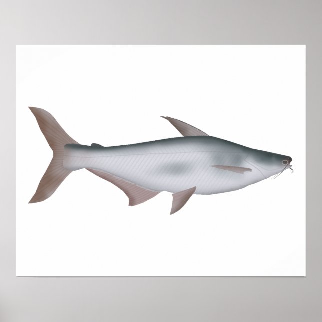 Poster Pangas Catfish (Frente)