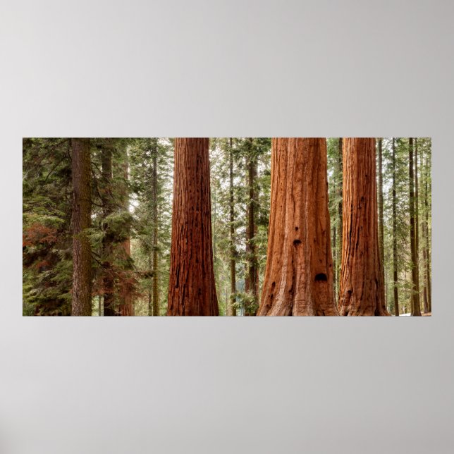 Poster Panorama da Sequóia Gigante (Frente)