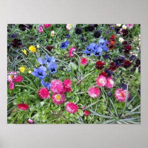 Poster Pansies e Visitas