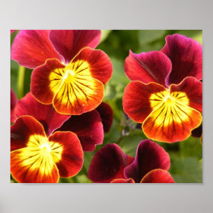 Poster Pansies vermelhos e amarelos