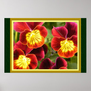 Pôster Pansies vermelhos e amarelos (grandes emaranhados)