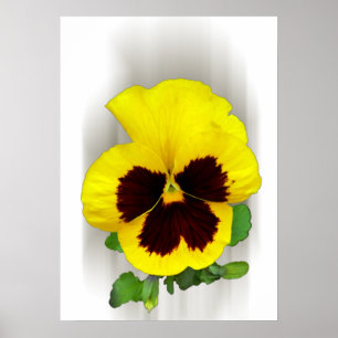 Pôster pansor amarelo burgundy