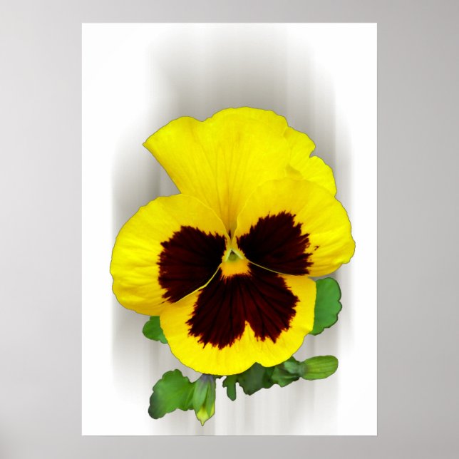 Pôster pansor amarelo burgundy (Frente)