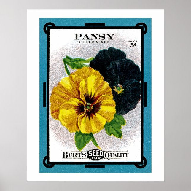Pôster Pansy (Frente)