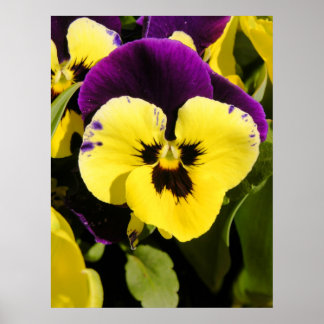 Pôster Pansy