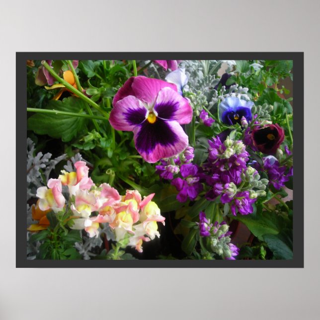 Poster Pansy and Friends (Frente)