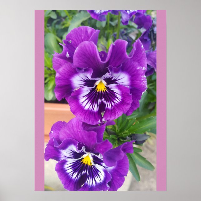 Poster Pansy Azul Flores Jardim Floral (Frente)