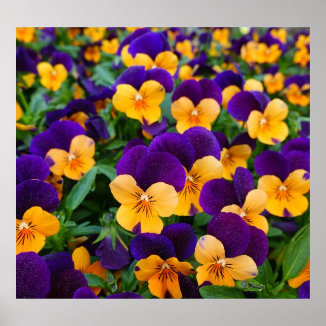 Poster Pansy Bloom: Fechamento da Bela do Jardim. (Frente)