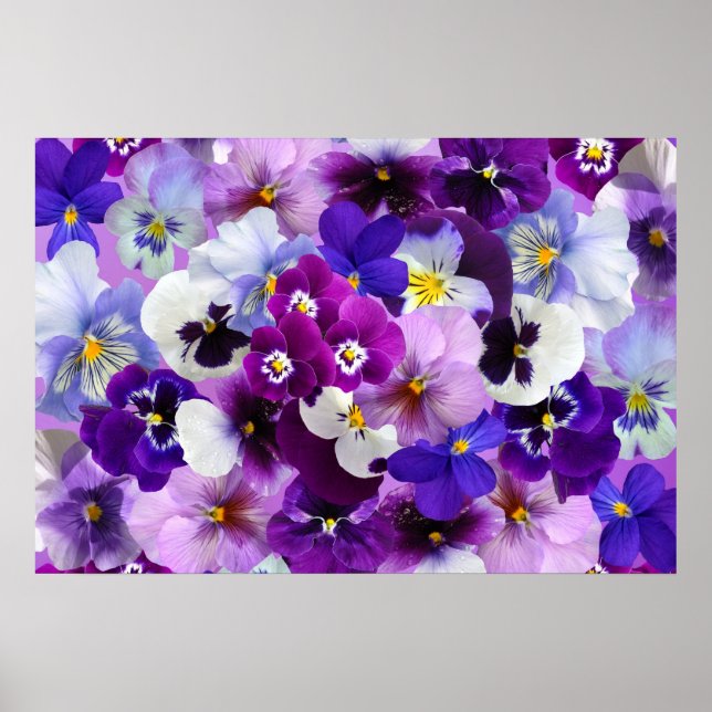 Poster Pansy Flower Wallpaper Art (Frente)