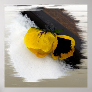 Poster Pansy na neve