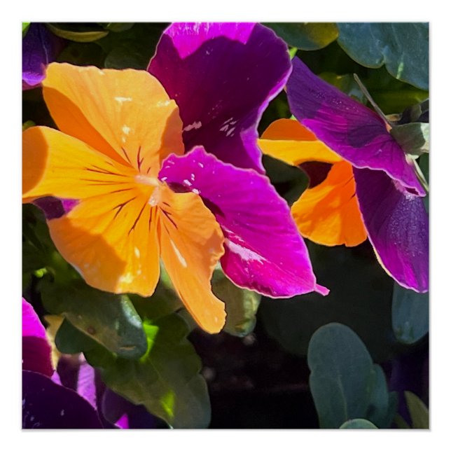 Pôster Pansy Poster (Frente)