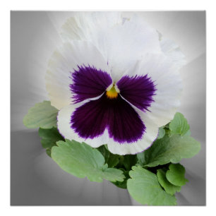 Pôster Pansy roxo branco