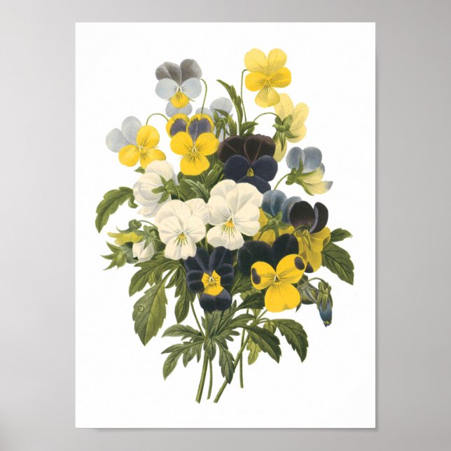 Poster pansy(Viola sp.) por Redouté (Frente)