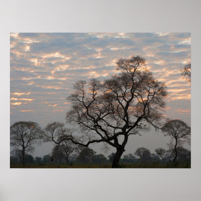 Poster Pantanal Wetlands | América do Sul, Brasil (Frente)