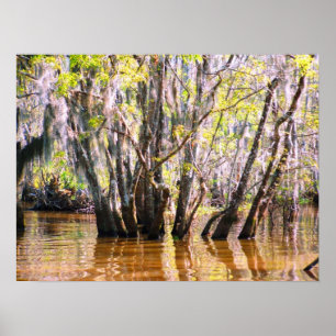 Pôster Pântano de Louisiana
