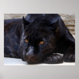 Poster Pantera Negra