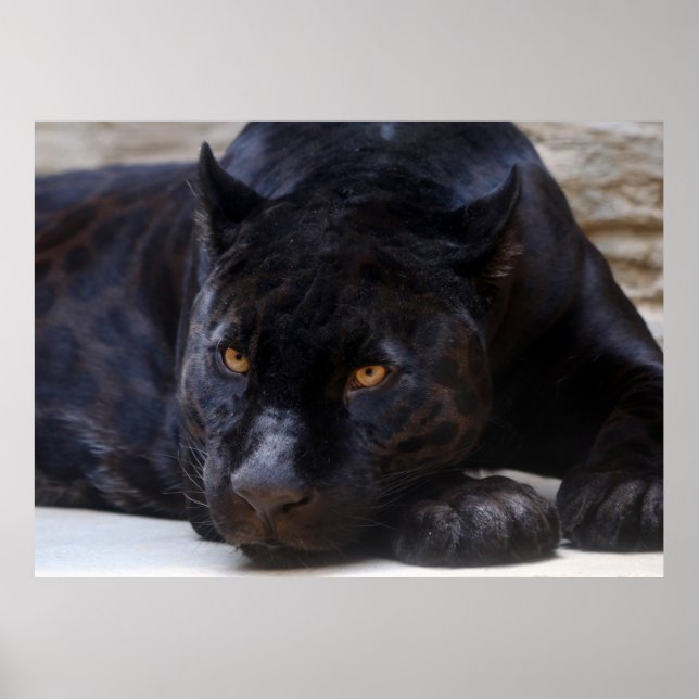 Poster Pantera Negra (Frente)