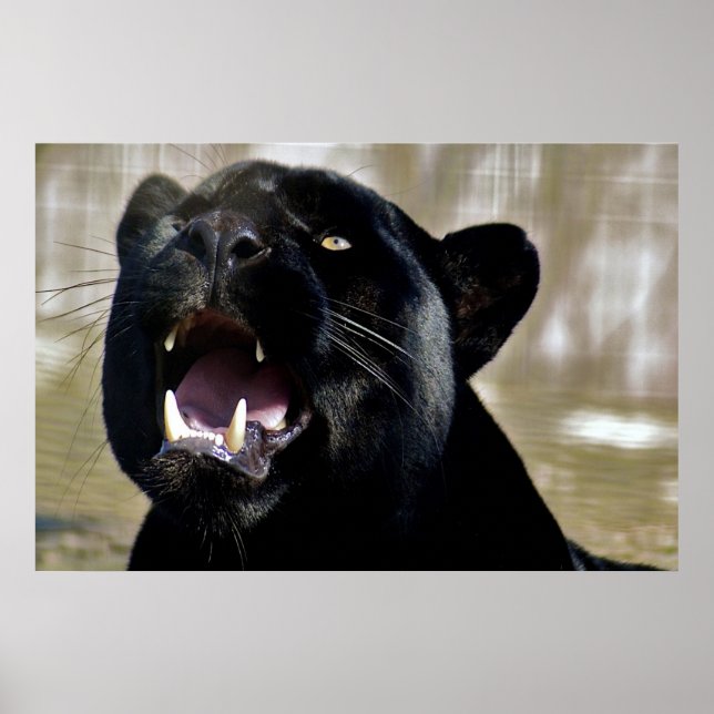 Poster Pantera Negra (Frente)