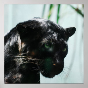 Poster Pantera Negra Gorda