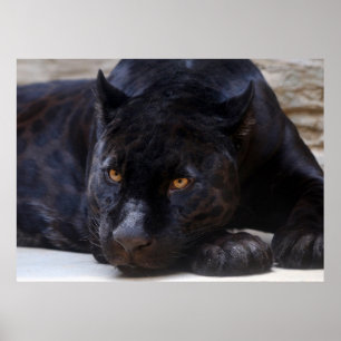 Poster Pantera Preta