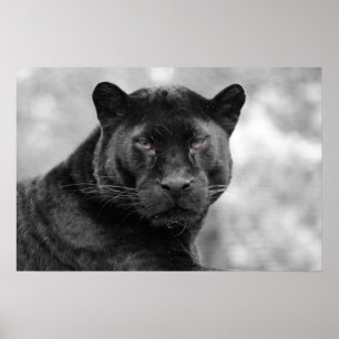 Pôster pantera preta
