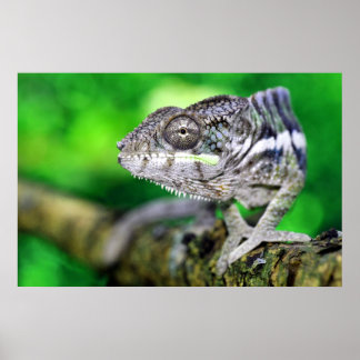 Poster panther chameleon